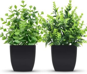 Best Bathroom Plants